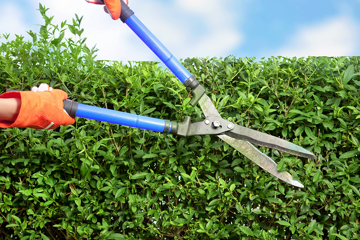 trimming shrubs as part of summer property maintenance