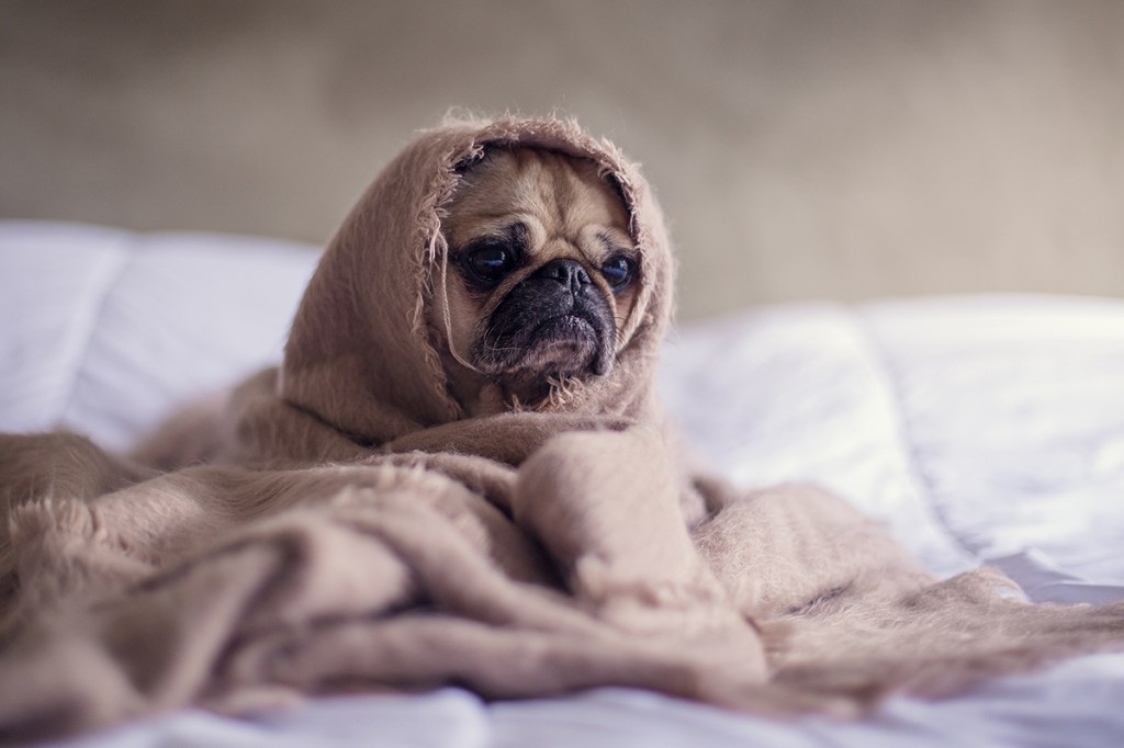 pug wrapped in a blanket at a pet-friendly apartment