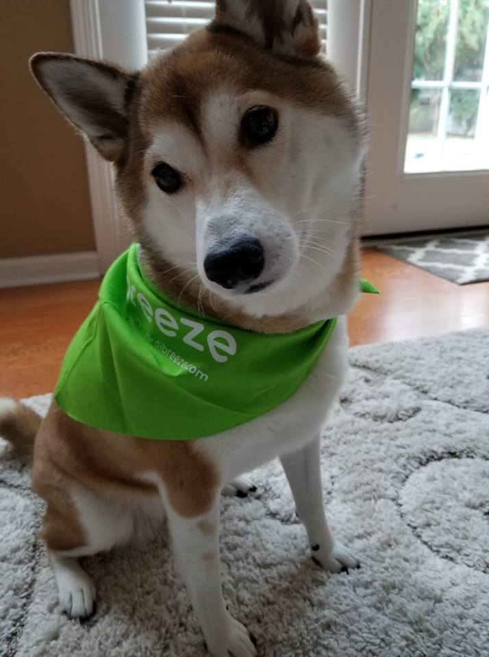 bella the shiba inu wearing a green yardi breeze bandana