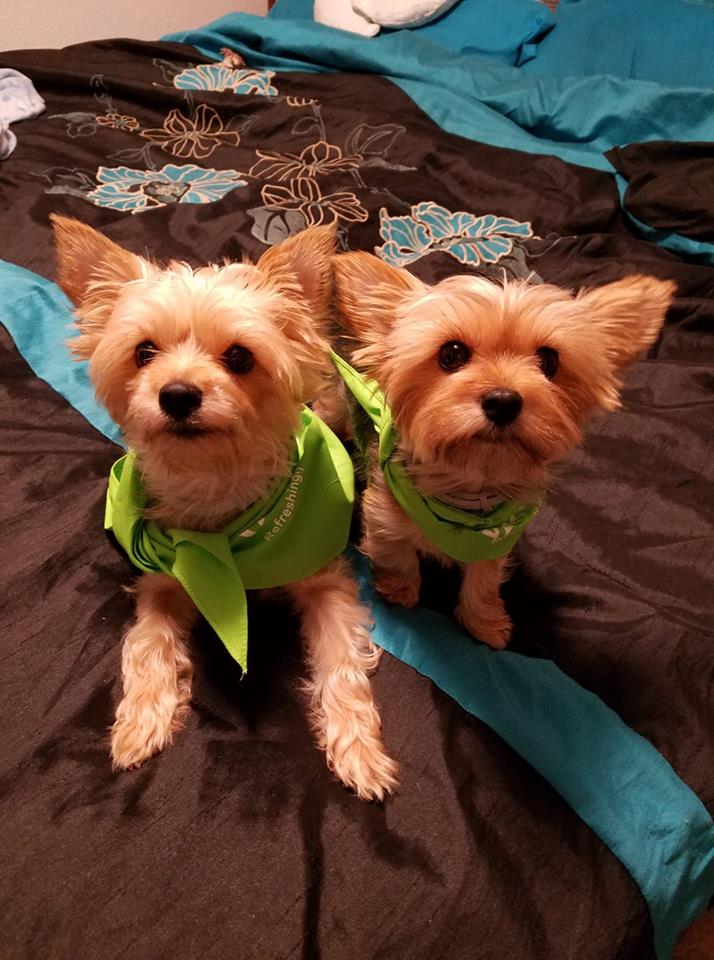 two yorkies wearing yardi breeze bandanas