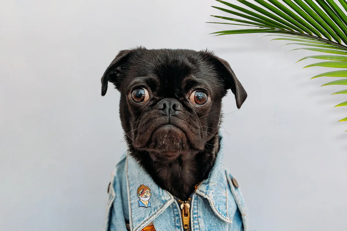 Emotional support animal wearing shirt with cute pin