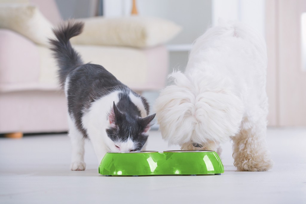 A cat and a dog drinking from a bowl in a pet-friendly apartment