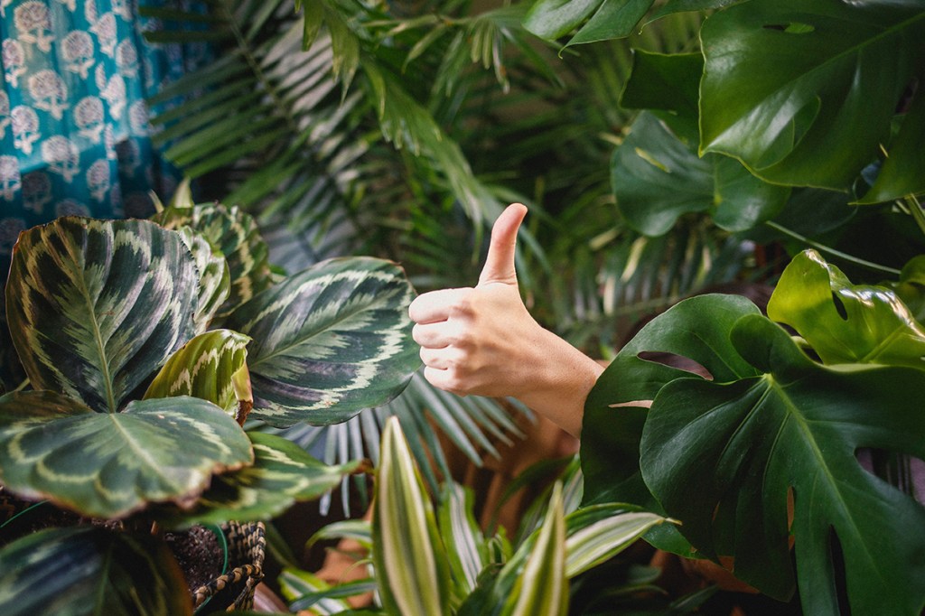 Hand giving thumbs up in a room enhanced by plants and biophilic design