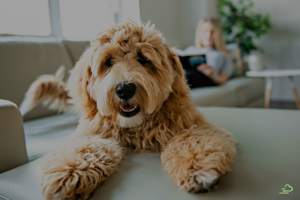 Image of a dog in pet-inclusive rental housing