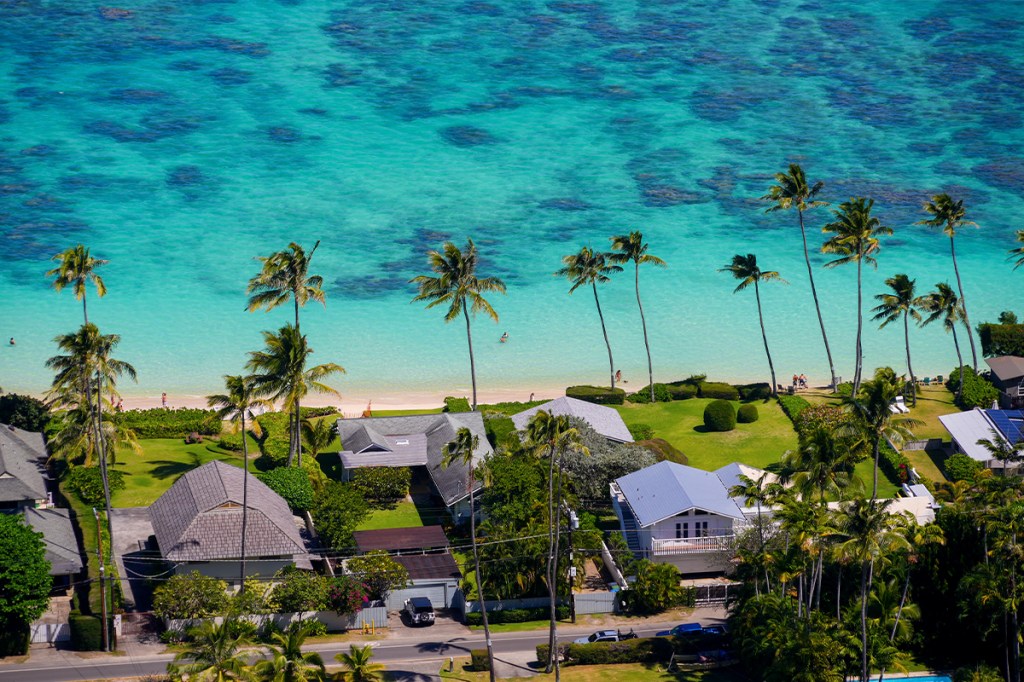 Costal beach photo with palm trees